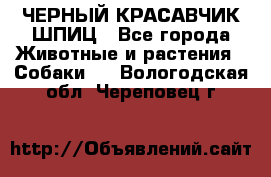 ЧЕРНЫЙ КРАСАВЧИК ШПИЦ - Все города Животные и растения » Собаки   . Вологодская обл.,Череповец г.